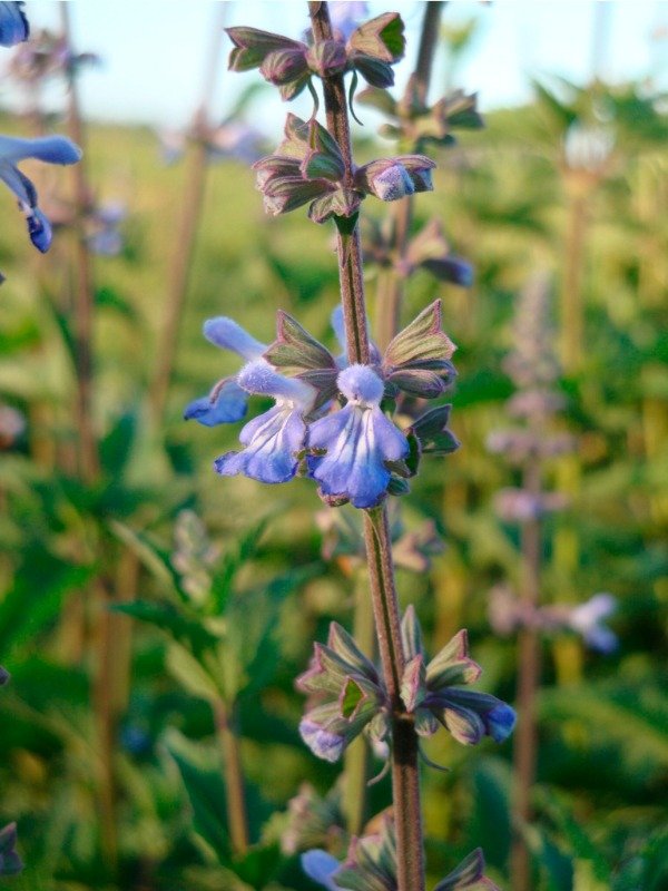 Producto - SALVIA PALLIDA CELESTE
