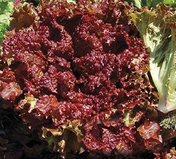 Producto - Plantines de lechuga red carpet