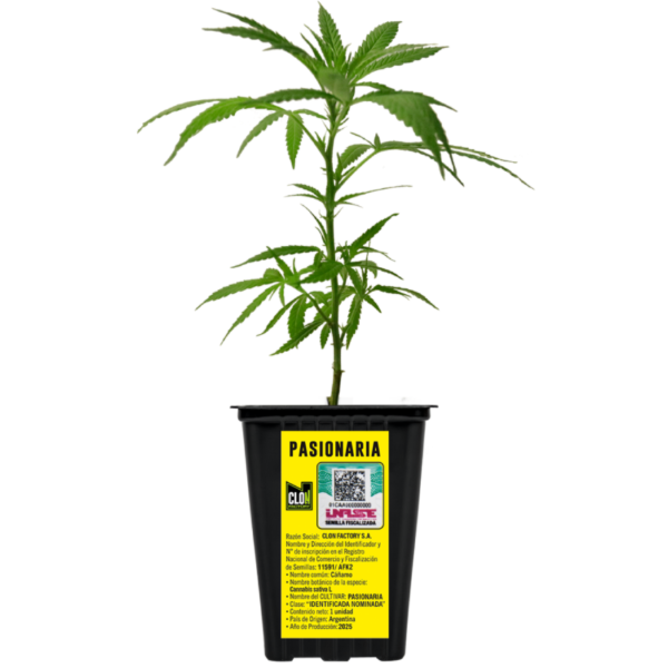 Producto - Esqueje Yacaré Pasionaria