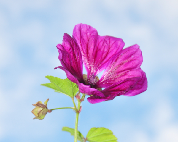 Producto - Semillas De Malva Sylvestris Mauritiana - 3