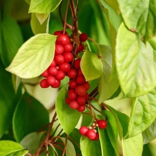 Producto - Semillas De Schisandra Chinensis Trepadora De 5 Sabores - 1
