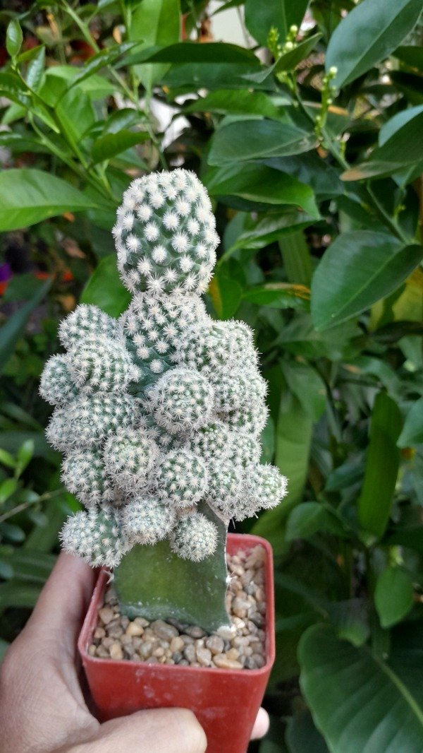 Producto - Escobaria Sneedi (injertado)