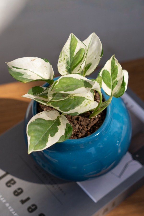 Producto - Potus Enjoy