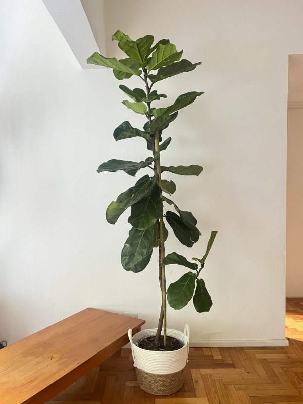 Producto - Pandurata Extra Gigante