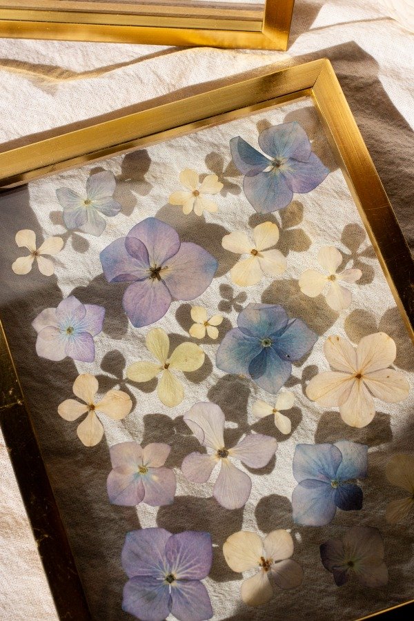 Producto - Hortensias