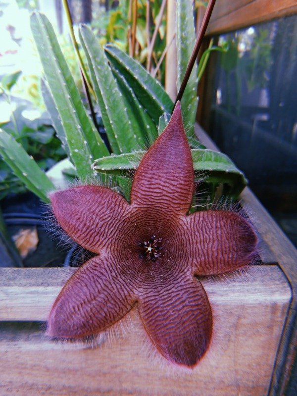 Producto - STAPELIA