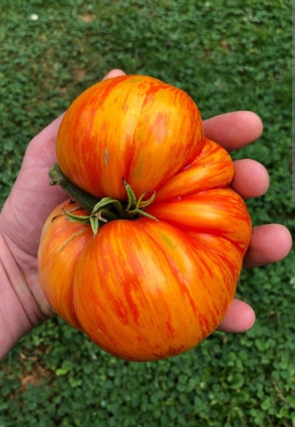 Producto - Semillas de tomate plan 9 from outher space