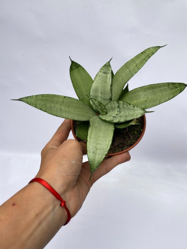 Producto - Sansevieria enana Silver en maceta N12