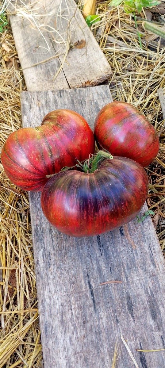 Producto - Semillas de tomate marsha rebel strfighter prime