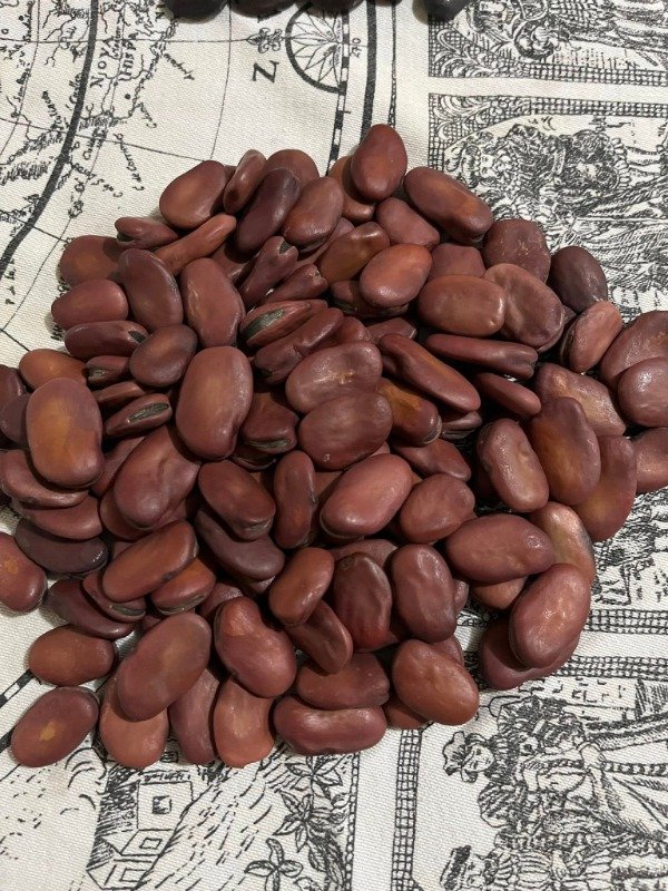 Producto - SEMILLAS DE HABAS MARRON ROJIZAS NATIVAS VARIEDAD HEIRLOOM ANCESTRAL