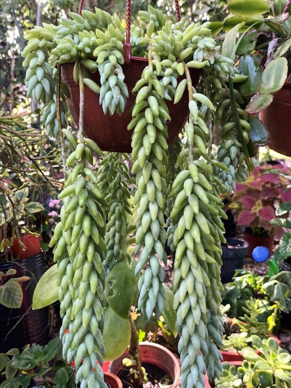 Producto - Cola de Burro (Sedum morganianum) - 1