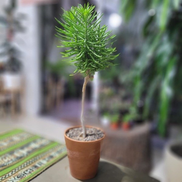 Producto - Variado de sucus Maceta cónica de barro