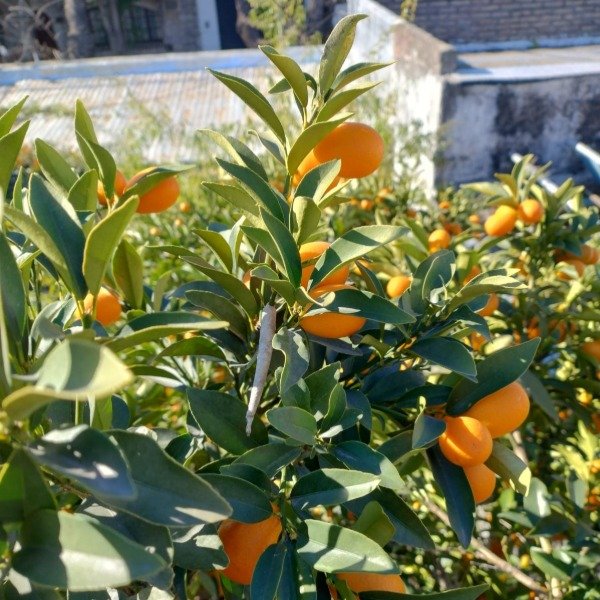 Producto - Quinotos agroecológicos x 500 g
