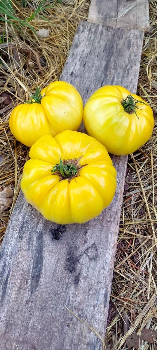 Producto - Semillas de tomate hugh's