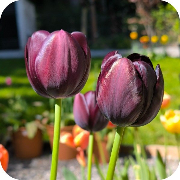 Producto - Queen of Night - Pack x 10 bulbos