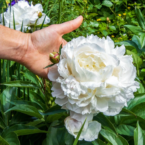 Producto - Rizoma de Peonía Duchesse de Nemours