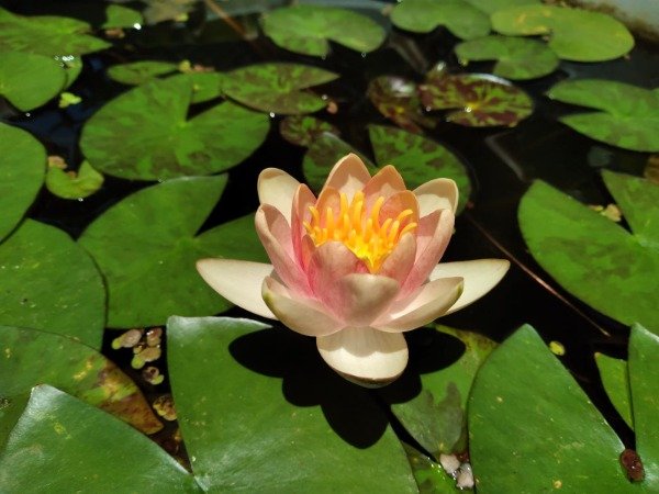 Producto - Nymphaea INDIANA(pequeña)