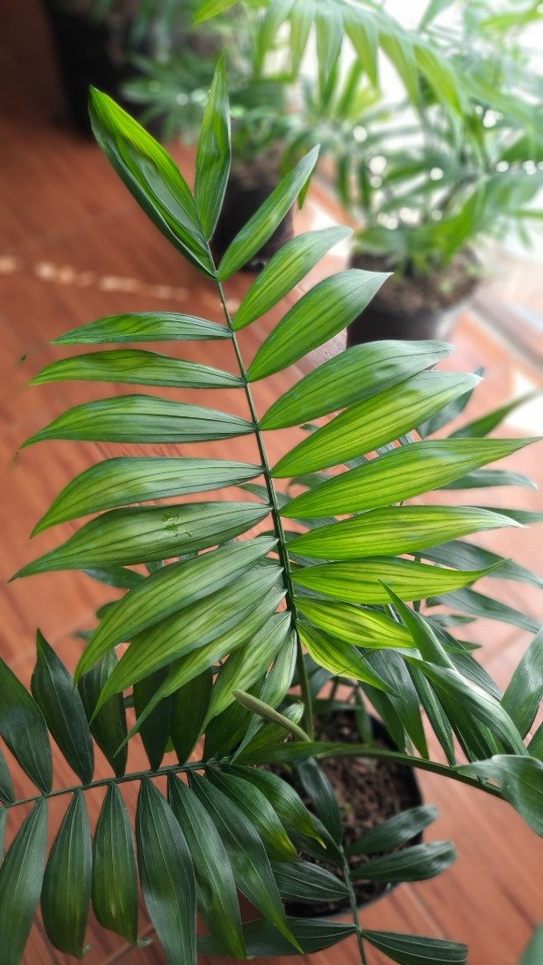 Producto - Palmera Chamaedorea
