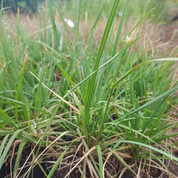 Producto - Poa tristigmatica / Poa obvallata