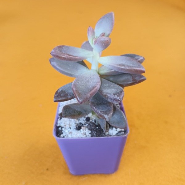Producto - Graptopetalum madreperla  ó Suculenta fantasma
