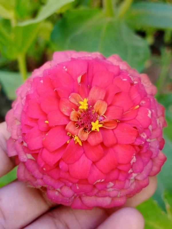 Producto - Semillas de Zinnias Mix - 3