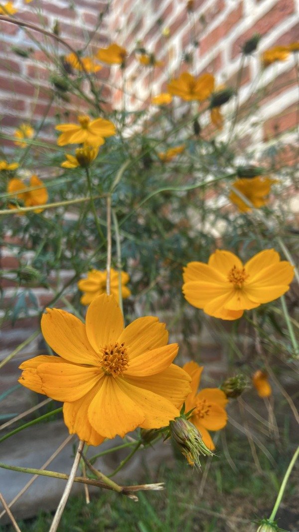 Producto - Semillas agroecologicas de cosmo mix