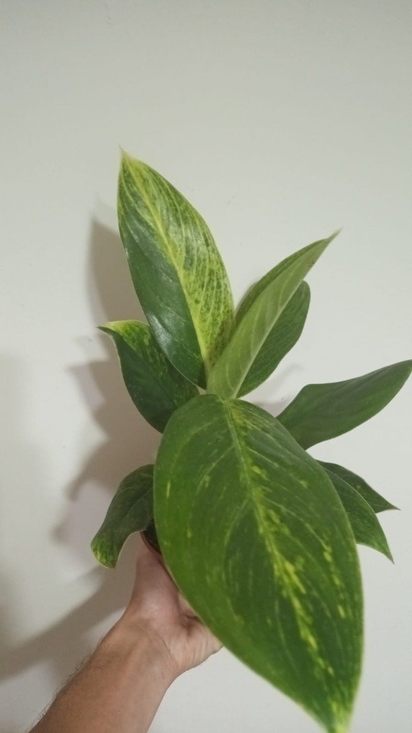 Producto - Aglaonema King of Siam - 2