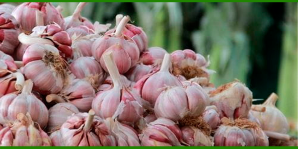 Producto - AJOS MORADOS AGROECOLÓGICOS X KG