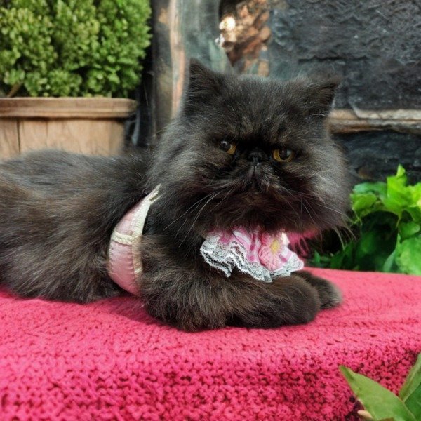 Producto - Pechera FLOR con Correa