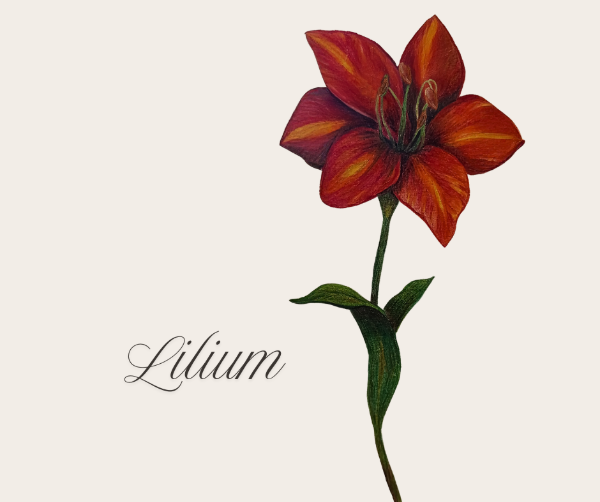 Producto - Ilustración Lilium