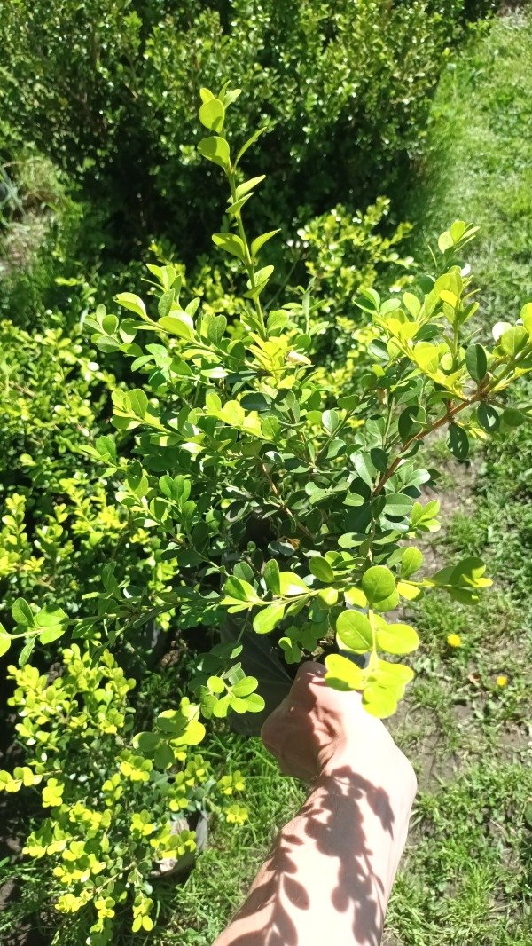 Producto - Buxus - 1