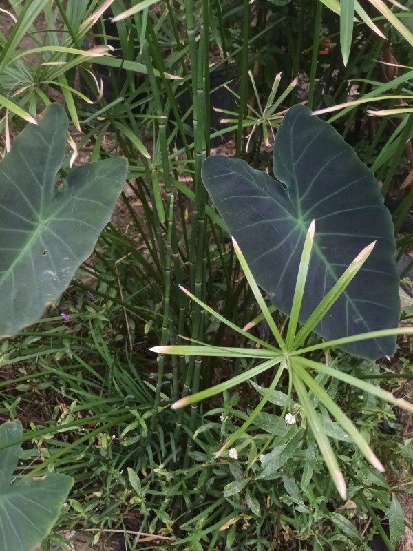 Producto - Colocasia Black Beauty - 2