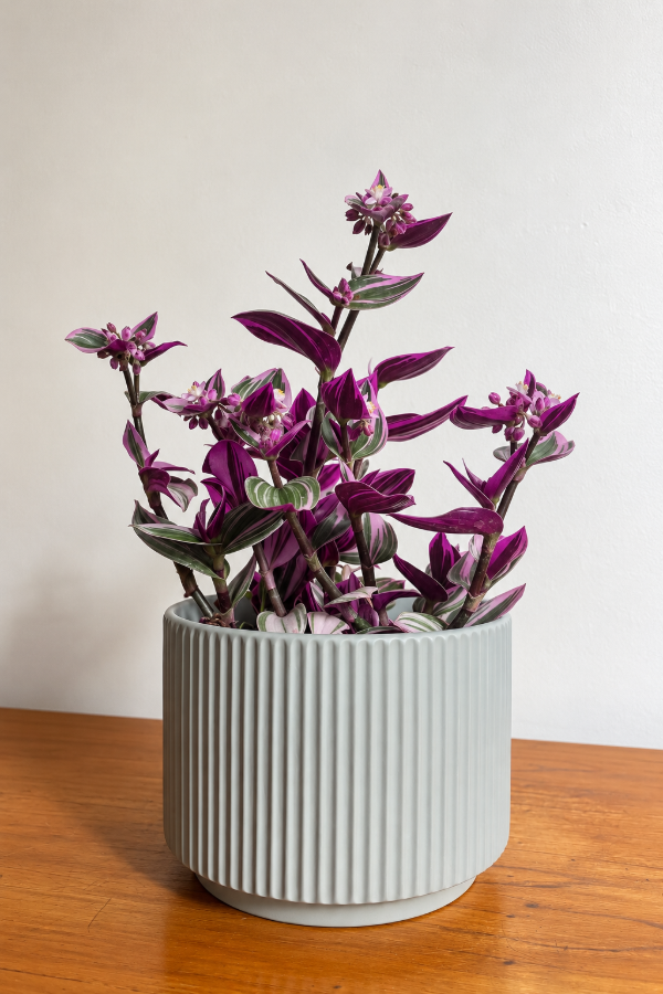 Producto - Tradescantia Zebrina Mediana - 0