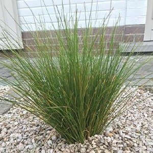 Producto - Carex phoenix