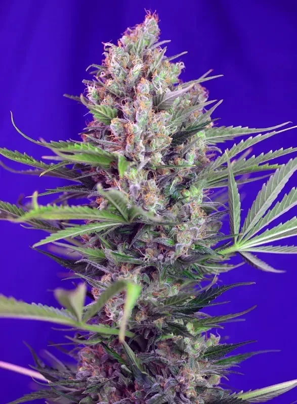 Producto - Cream Mandarine Auto x4