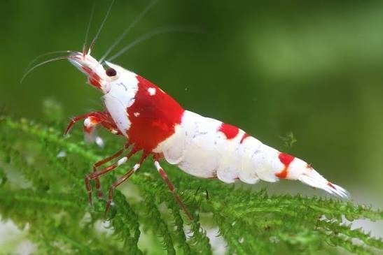 Producto - Caridina Crystal red