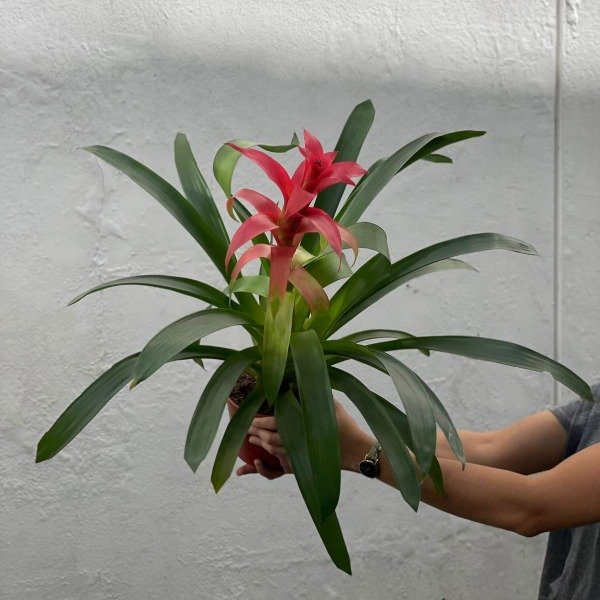 Producto - Bromelia Guzmania m15