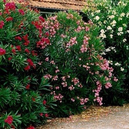 Laurel De Jardin Nerium Oleander Vivero GreenBell