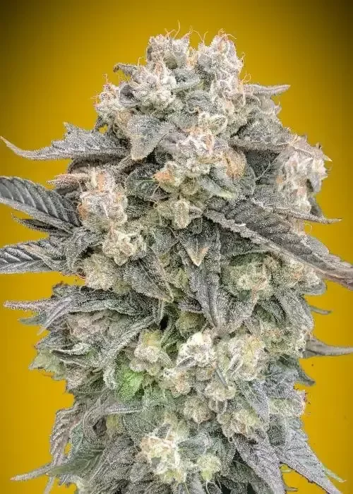 Producto - Mimosa Auto X4