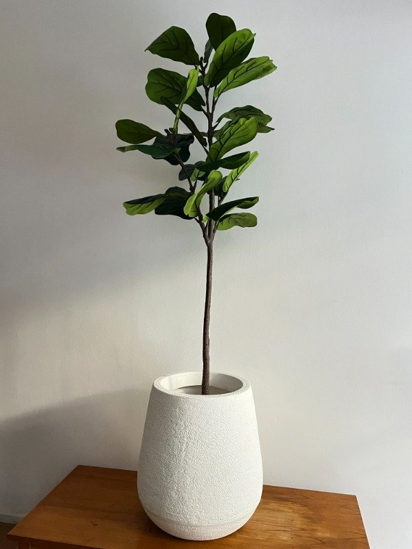 Producto - Pandurata Sin Riego 150cm