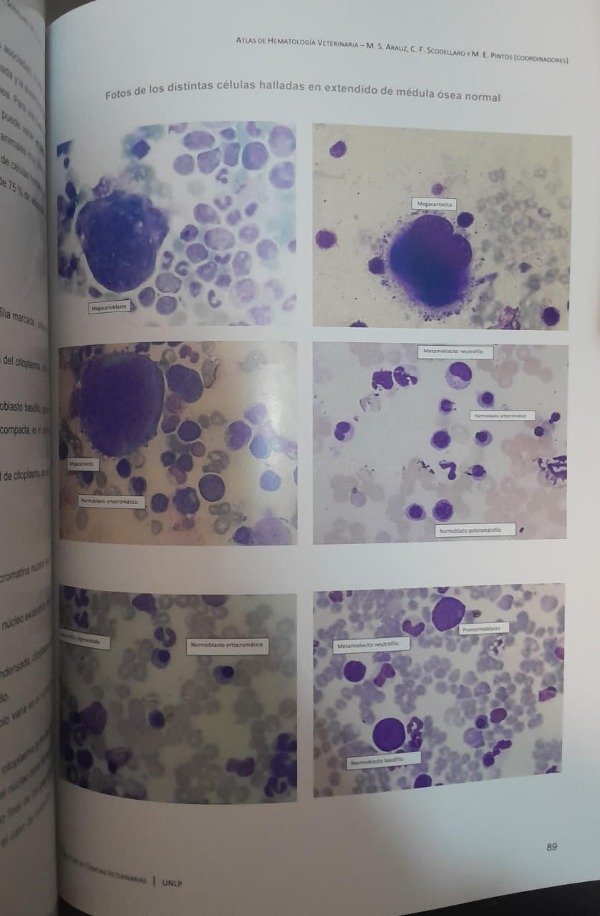 Producto - Arauz: Atlas de Hematología Veterinaria - 4