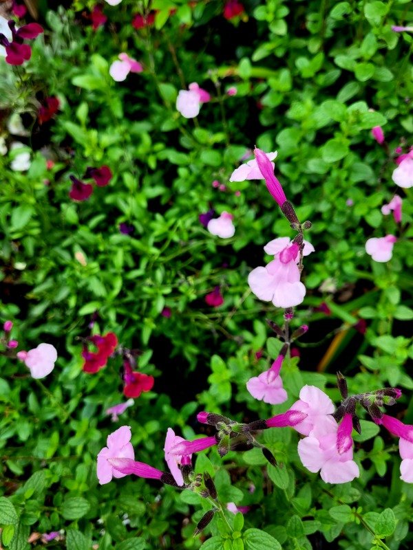 Producto - Salvia Gregguii