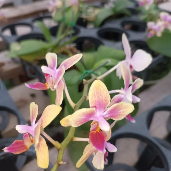 Producto - Phalaenopsis Orquídea - 8