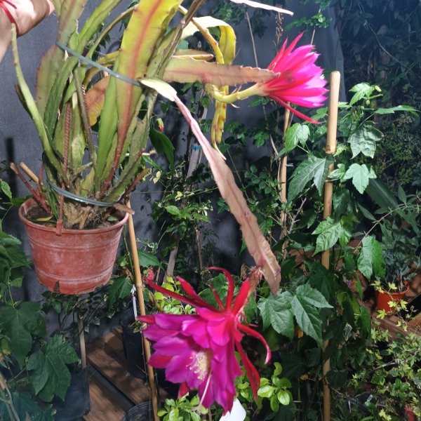 Producto - Cactus Orquídea (Epiphyllum) - 7
