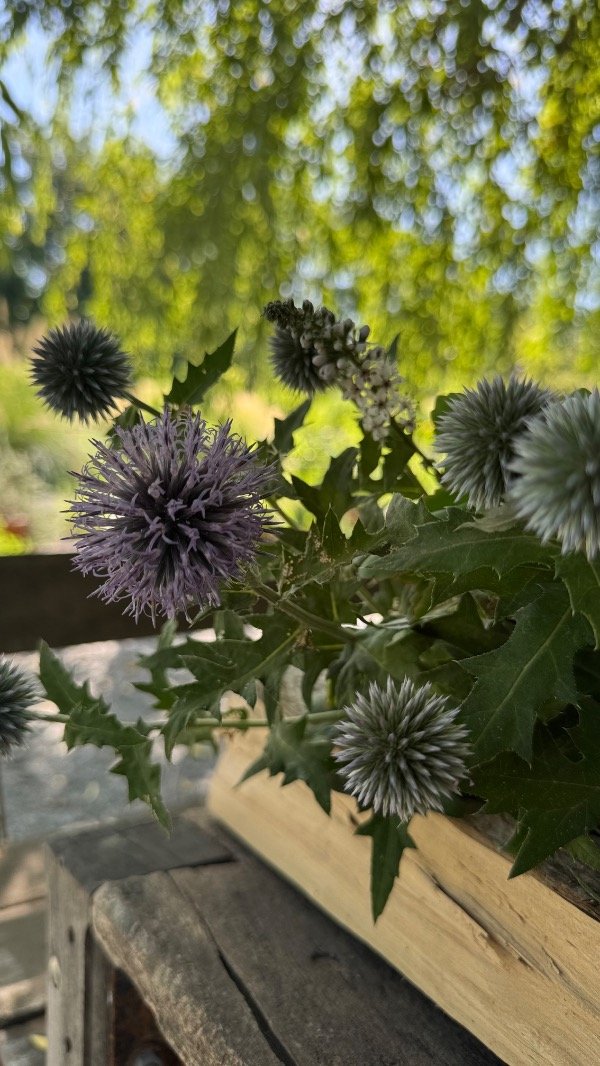 Producto - ECHINOPS RITRO
