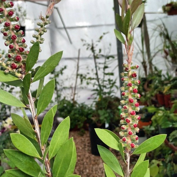 Producto - Limpiatubos Callistemon - 4