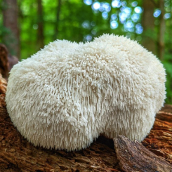 Producto - Tintura madre de Melena de León 50ml