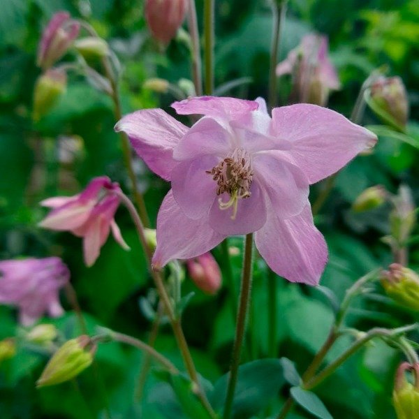 Producto - Aquilegia rosada
