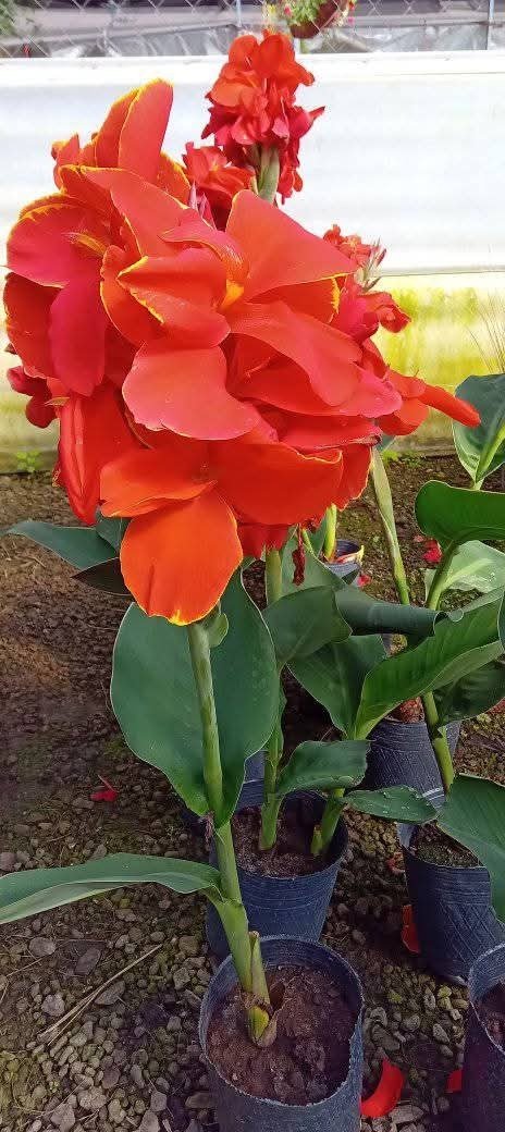Producto - Achira Roja - 0