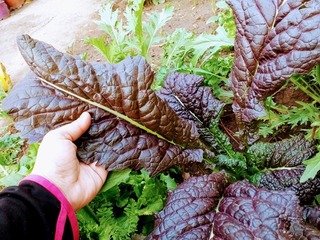 Producto - Mostaza Red Giant